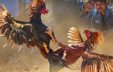 DS88 Cockfight live cockfighting stream